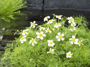 Ranunculus aquatilis
