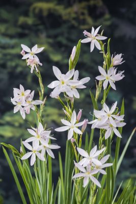 schizostylis coccinea alba