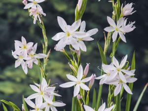 Schizostylis coccinea Alba