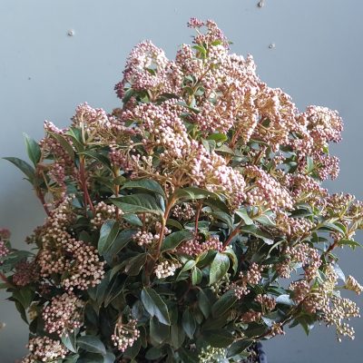 viburnum tinus eve price clt10 60/80