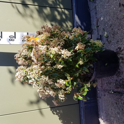 viburnum tinus eve price clt18 80/100