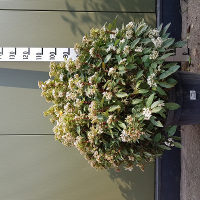 viburnum tinus eve price clt30 100/125