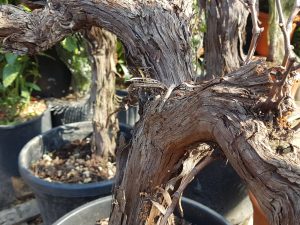 vitis vinifera CLT45 12-14