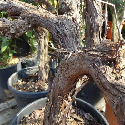 vitis vinifera clt45 12-14