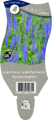(wi) veronica longifolia