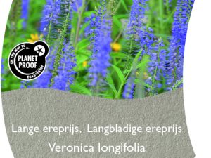 (WI) Veronica longifolia