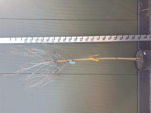 wisteria x formosa issai CLT18 08-101/2