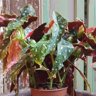 Begonia  Wightii