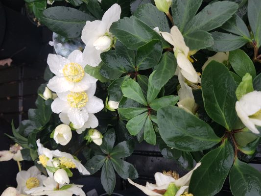 Helleborus niger Christmas Carol