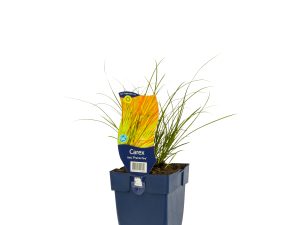 Carex test. 'Prairie Fire'