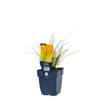 carex test. ‘prairie fire’