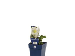 Helleborus niger