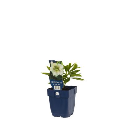 helleborus or. ‘white lady’