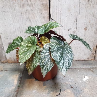 Begonia ps Silver spot