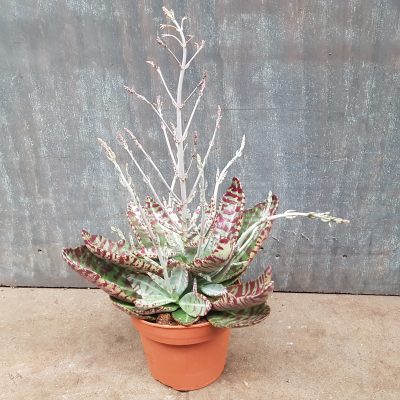 Kalanchoe Surprise desert