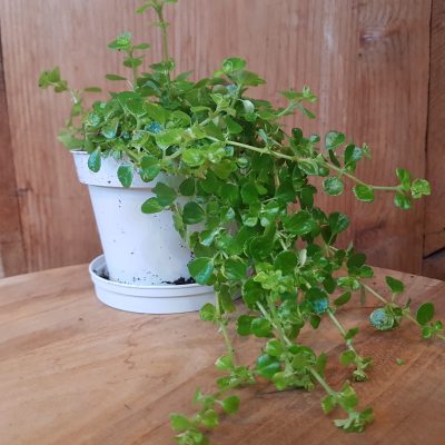 Pilea depressa