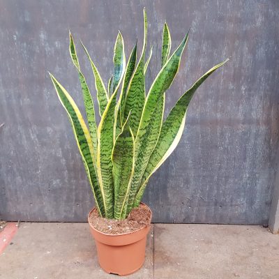 Sanseveria Laurentii