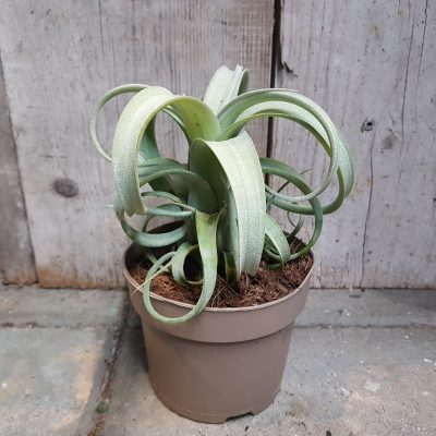 Tillandsia Curly slim