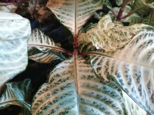 Aphelandra Squarrosa whitewash