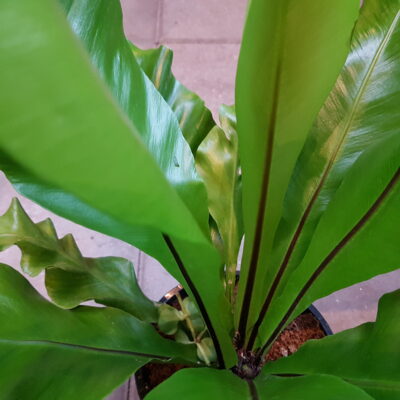 Asplenium Nidus