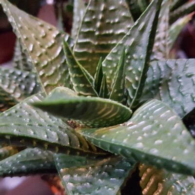 Haworthia limofolia
