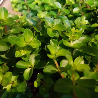 Peperomia Rotundifolia
