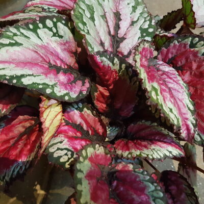 begonia salsa