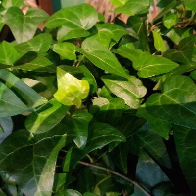 hedera helix mein herz