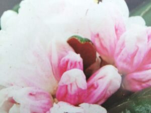 Rhododendron bureavii 'Hydon