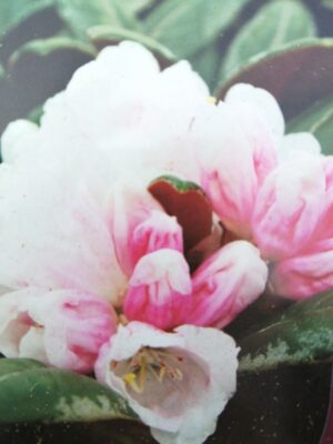rhododendron bureavii ‘hydon