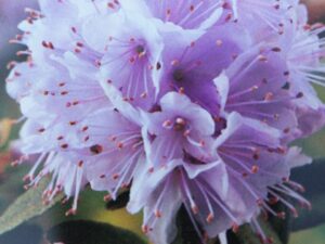 Rhododendron impeditum 'Alba'
