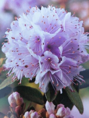 rhododendron impeditum ‘alba’