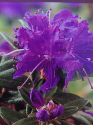 rhododendron ‘maggie’