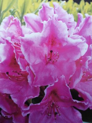 rhododendron (t) ‘claudine’