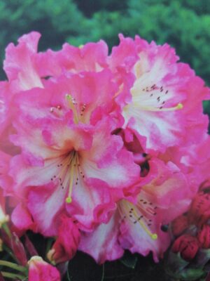 rhododendron (t) ‘naselle’