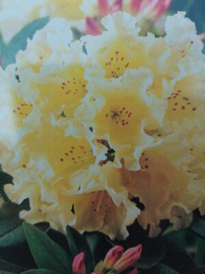 rhododendron (t) ‘saffrano’