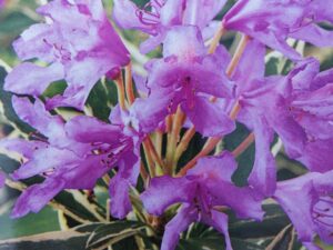 Rhododendron (T) 'Variegatum'