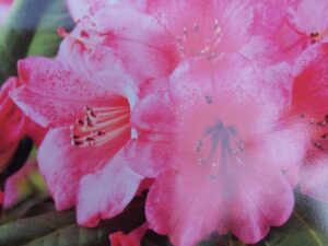 Rhododendron (T) 'Wine &Roses' (R)