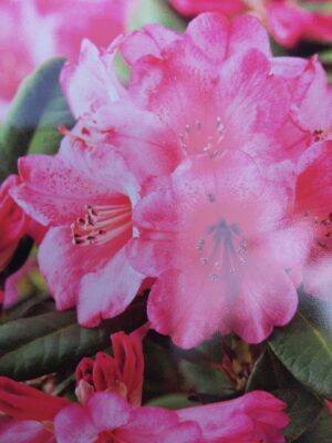 rhododendron (t) ‘wine &roses’ (r)