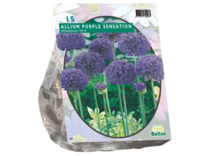 Allium afl. purple sensation 15st