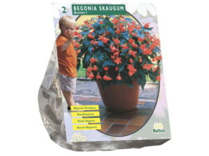 Begonia bertinii skaugum 2st