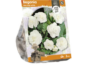 Begonia non-stop white (sp) 3st