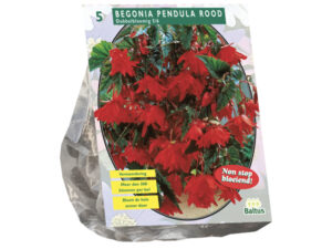 Begonia pendula rood 5st