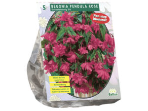 Begonia pendula roze 5st