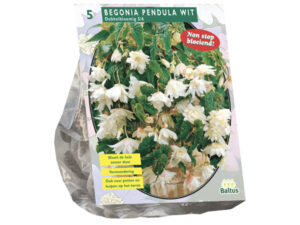 Begonia pendula wit 5st