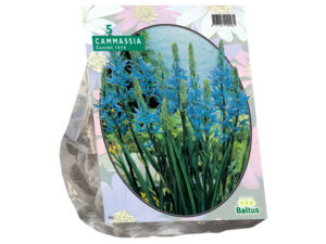 Camassia cusickii 5st