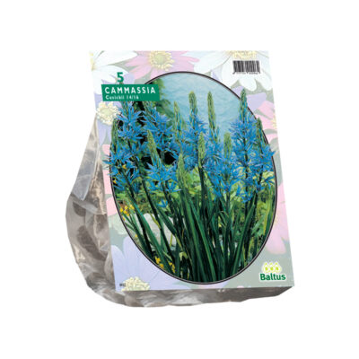 camassia cusickii 5st