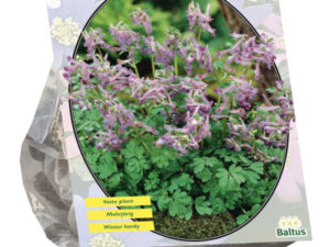 Corydalis Solida per 10
