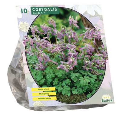 corydalis solida per 10