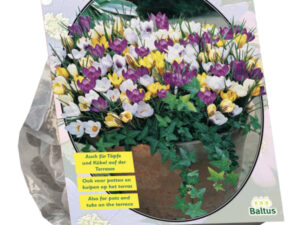 Crocus botanisch. mix 60st